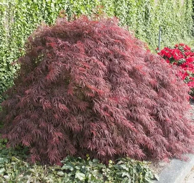 klon-palmowy-firecracker-kompaktowy-nazwa-lacinska-acer-palmatum