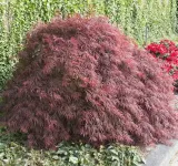klon-palmowy-firecracker-kompaktowy-nazwa-lacinska-acer-palmatum
