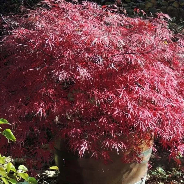 klon-palmowy-firecracker-kompaktowy-roslina-w-postaci-inna-wysokosc-sadzonki-60-80-cm