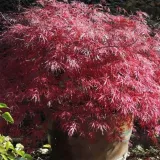 klon-palmowy-firecracker-kompaktowy-roslina-w-postaci-inna-wysokosc-sadzonki-60-80-cm