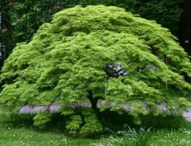klon-palmowy-japonski-akcent-w-ogrodzie-w-pelni-mrozoodporny-niezawodny