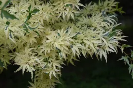klon-palmowy-butterfly-niespotykany