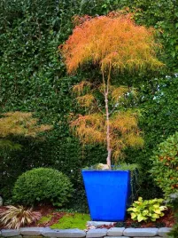 klon-palmowy-koto-no-ito-strzeepasty-unikatowy-c10-60-80cm