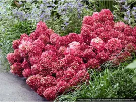 hortensja-bukietowa-living-little-rosy-zdobywca-zlotego-medalu-przepiekna