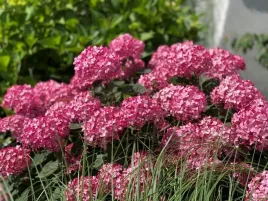 gigantyczna-hortensja-magical-dark-pink-najbardziej-rozowa-sztywne-pedy