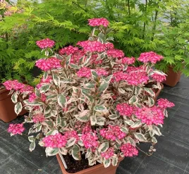 hortensja-pilkowana-euphoria-pink-ozdobna-z-lisci-i-kwiatow-unikatowa