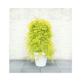 klon-palmowy-cascade-citrine-na-pniu-60-w-pelni-placzaca-odmiana-kaskada