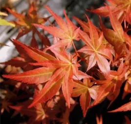klon-palmowy-beni-tsukasa-niesamowity-multicolor-gratka-dla-kolekcjonerow