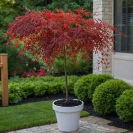 klon-palmowy-garnet-na-pniu-60-70-cm-czerwony-parasol-w-ogrodzie