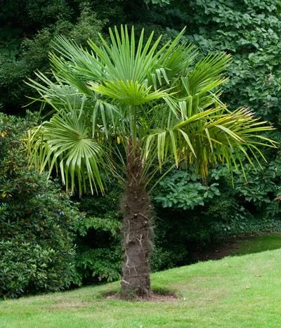MROZOODPORNA PALMA! Trachycarpus fortunei - Szorstkowiec DUŻA SADZONKA