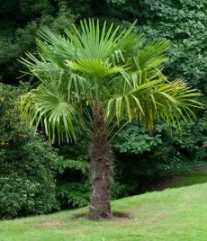 mrozoodporna-palma-trachycarpus-fortunei-szorstkowiec-duza-sadzonka