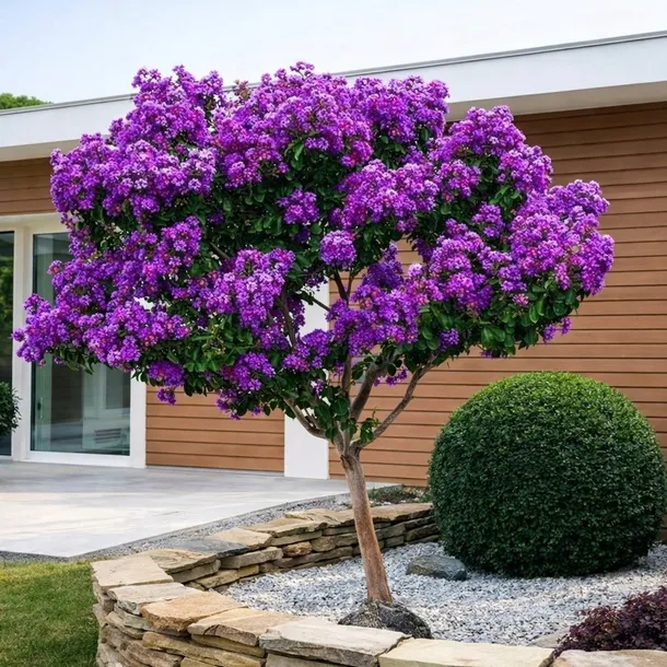 NAJDLUZEJ KWITNĄCY KRZEW ŚWIATA LAGERSTROEMIA VIOLET KWITNIE 4 MIESIACE