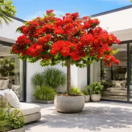 plomien-afryki-delonix-regia-najpiekniejsze-drzewo-swiata-sadzonki