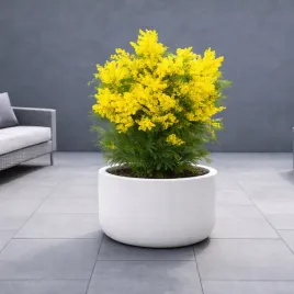 mimoza-acacia-dealbata-akacja-srebrzysta-duze-sadzonki-cudowna-chmurka