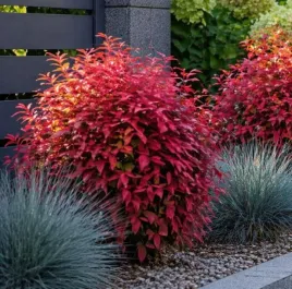 nandina-domestica-blush-pink-niebianski-bambus-sadzonka-xxl-c3-limitowana