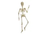 fluorescencyjny-szkielet-150-cm-kod-produktu-el-hal012
