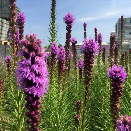 liatra-violet-p12-sadzonka-1l-nazwa-lacinska-liatris-spicata