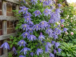 powojnik-clematis-cecile-c2