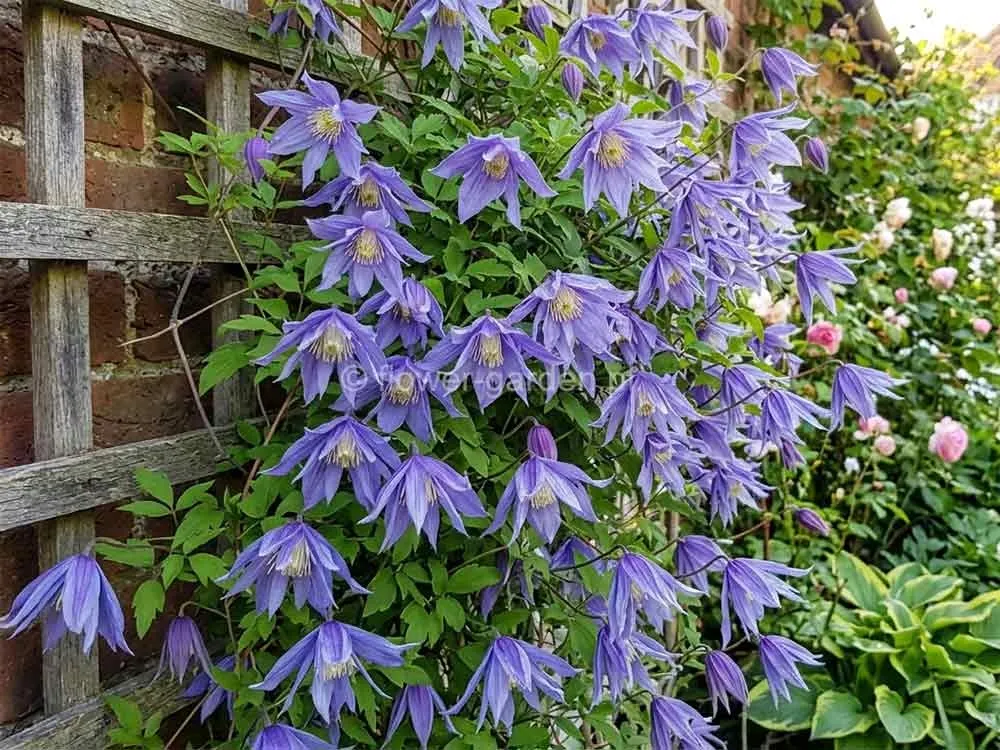 powojnik-clematis-cecile-c2