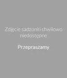 powojnik-clematis-cecile-c2-rodzaj-rosliny-powojnik