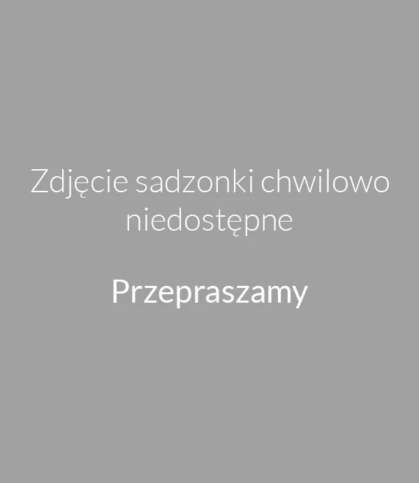 powojnik-clematis-cecile-c2-rodzaj-rosliny-powojnik