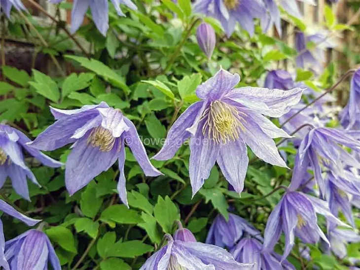 powojnik-clematis-cecile-c2-stan-nowy