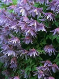 powojnik-clematis-cecile-c2-producent-clematis-zrodlo-dobrych-pnaczy-sp-z-o-o-sp-k