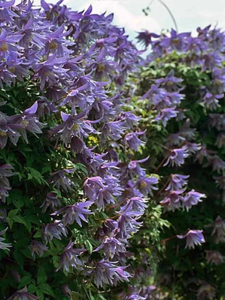 powojnik-clematis-cecile-c2-nazwa-lacinska-clematis