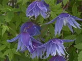 powojnik-clematis-cecile-c2-rodzaj-rosliny-powojnik-stan-nowy