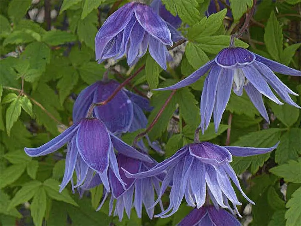 powojnik-clematis-cecile-c2