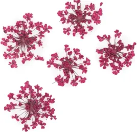 molly-lac-suszone-kwiatki-5szt-fuchsia