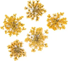 molly-lac-suszone-kwiatki-5szt-orange