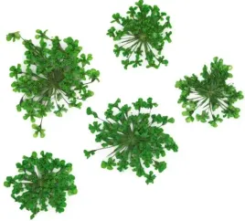 molly-lac-suszone-kwiatki-5szt-green