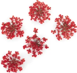 molly-lac-suszone-kwiatki-5szt-red