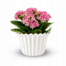 doniczka-produkcyjna-tulipanek-miniaturka-oslonka-8-x-6-5-cm