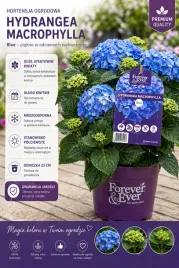 hortensja-ogrodowa-niebieska-hydrangea-macrophylla-foreverandever-blue