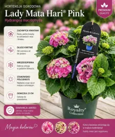hortensja-lady-mata-hari-pink-elegancja-w-odcieniach-rozu