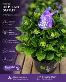 hortensja-ogrodowa-deep-purple-wyjatkowy-kolor-w-twoim-ogrodzie