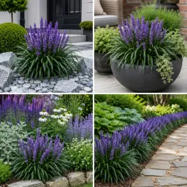 liriope-szafirkowata-big-blue-zimozielona-bylina-ozdobna-do-ogrodu