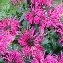 pysznoglowka-monarda-didyma-cranberry-lace