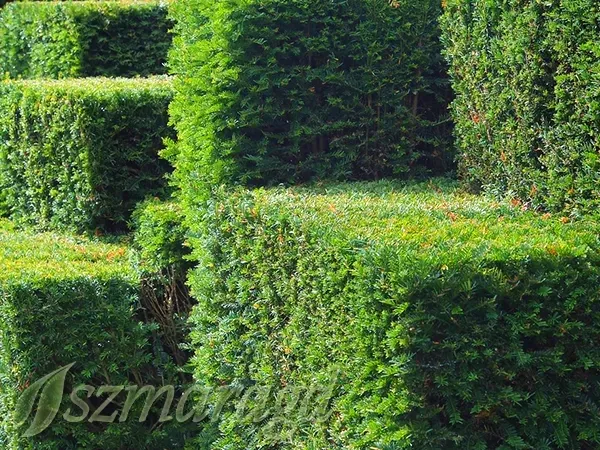 cis-posredni-hicksii-40-60cm-rodzaj-rosliny-cisy