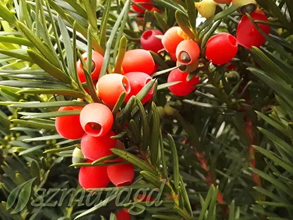 cis-posredni-hicksii-40-60cm-rodzaj-rosliny-cisy-roslina-w-postaci-sadzonka-w-pojemniku-2-3l