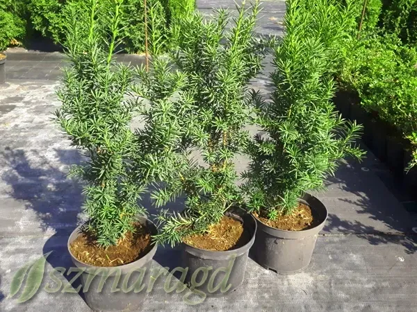 cis-posredni-hicksii-40-60cm-roslina-w-postaci-sadzonka-w-pojemniku-2-3l-nazwa-lacinska-inna