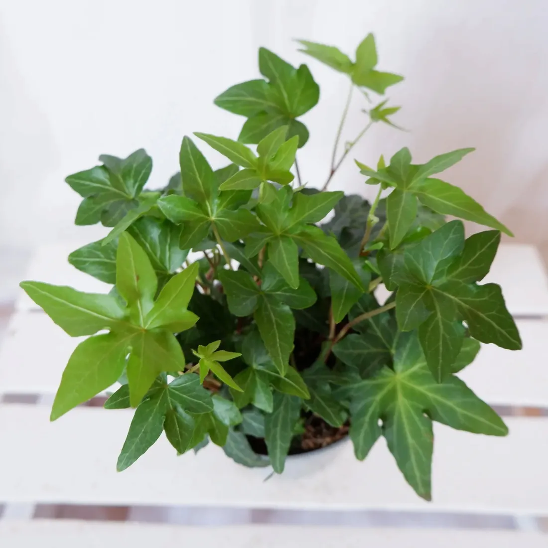 bluszcz-hedera-helix-asterisk-don-12cm