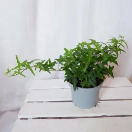 bluszcz-hedera-helix-sagittifolia-don-12cm
