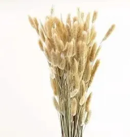 dmuszek-jajowaty-suszony-lagurus-naturalny-70cm