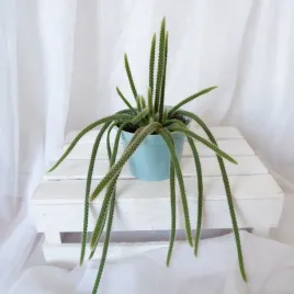 aporocactus-malisonii-kaktus-zwisajacy-ogon-szczura-don-13cm