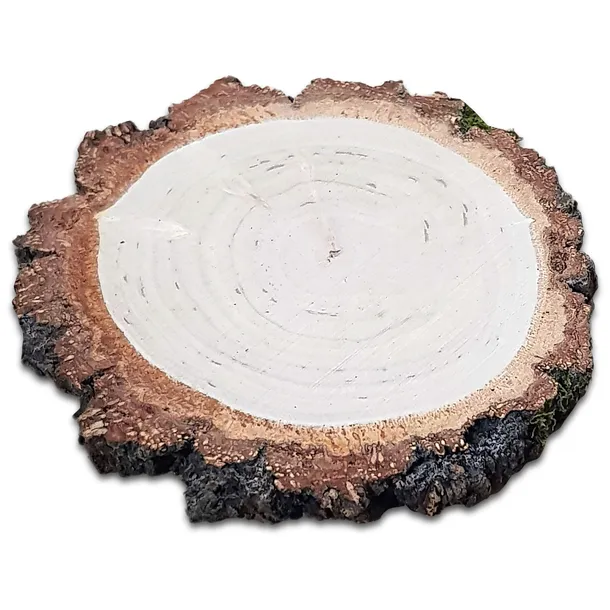 PLASTRY DREWNA BRZOZOWE Krążki Dwustronnie Szlifowane 8-10 cm