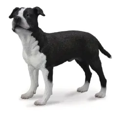 pies-amerykanski-saffordshire-terrier