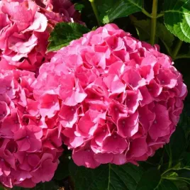hortensja-ogrodowa-sibilla-hydrangea-macrophylla-sadzonki-p9